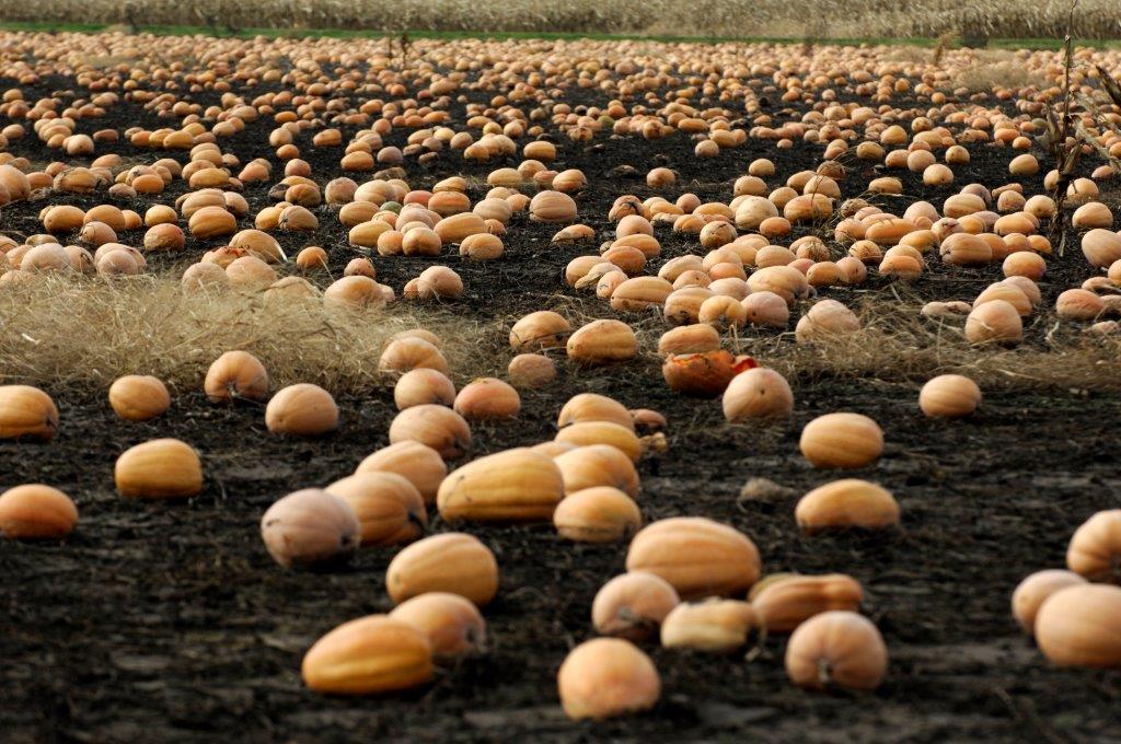 Bountiful U.S. 2016 Pumpkin Crop Overcomes Last Year’s Shortfall