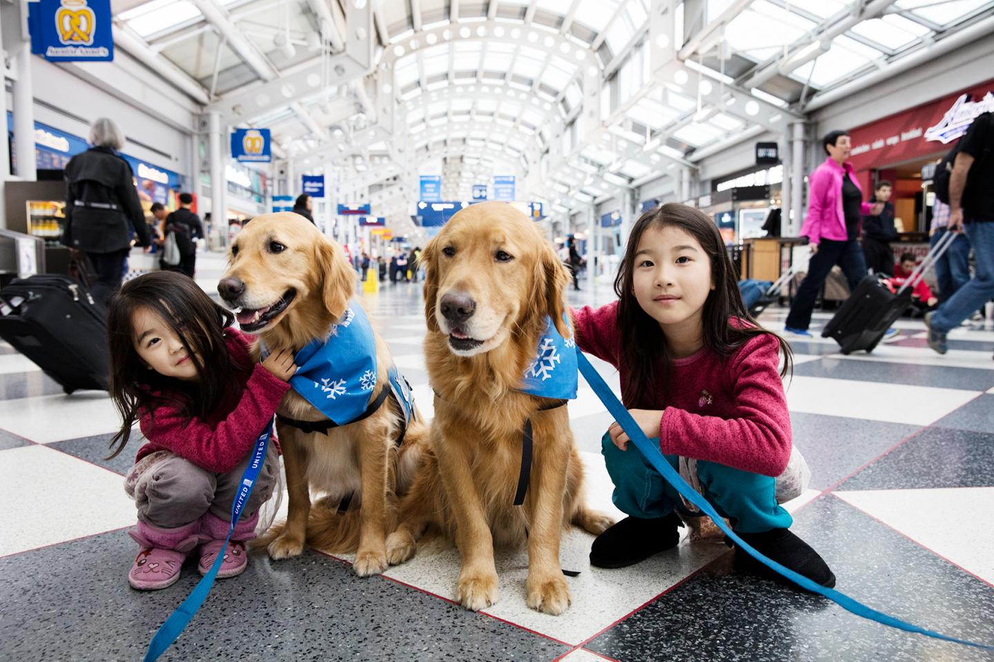 Comfort dogs from United Airlines at Chicago O'Hare International Airport on Dec. 21, 2015.