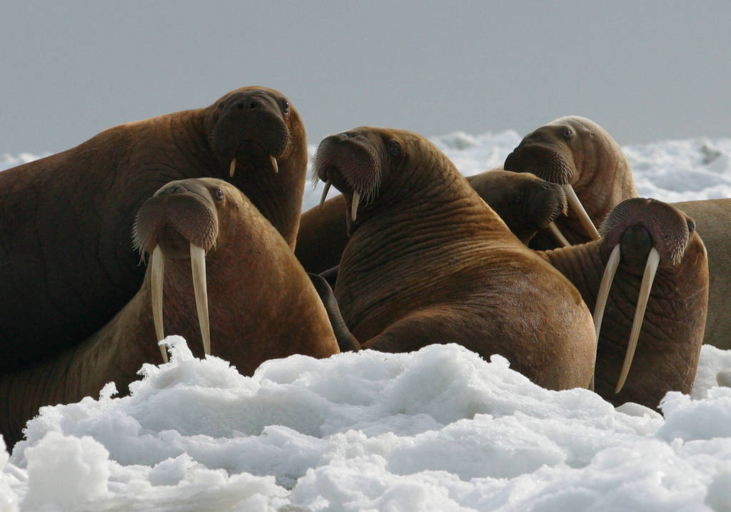 Walrus in the Arctic.