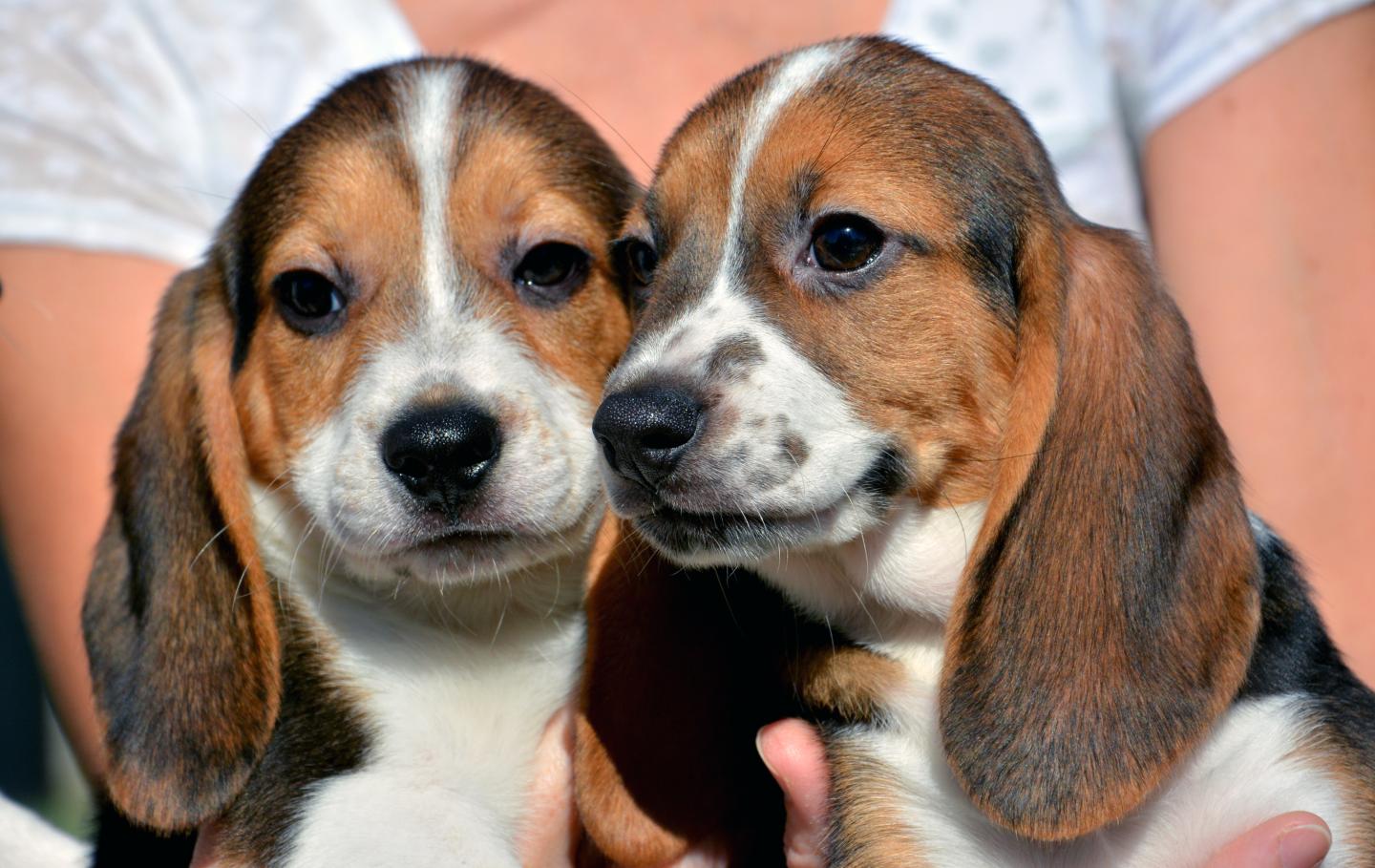 Pets Test Tube Puppies