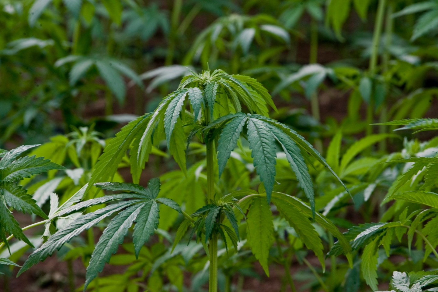 View of marijuan plants at a field, in L