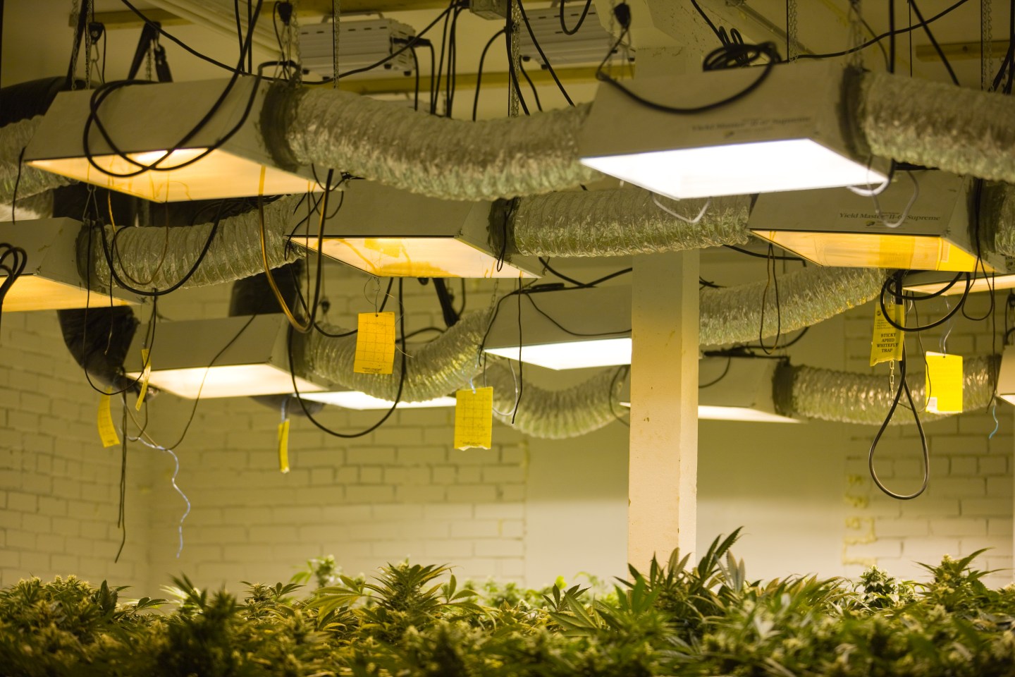 A Medical Marijuana Operation In Colorado Run By Kristi Kelly, Co-Founder Of Good Meds Network