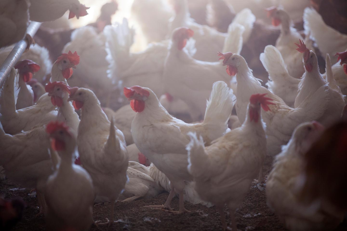 Chicken farms must convert to cage free in California
