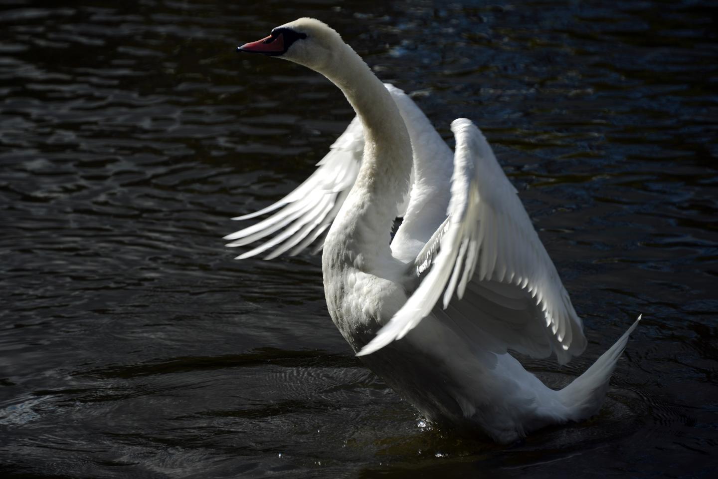 BRITAIN-SWAN-FEATURE