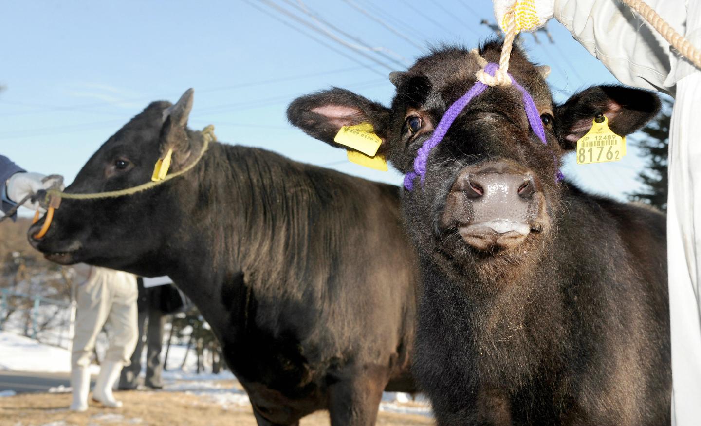 Two cloned ox are displayed after a pres