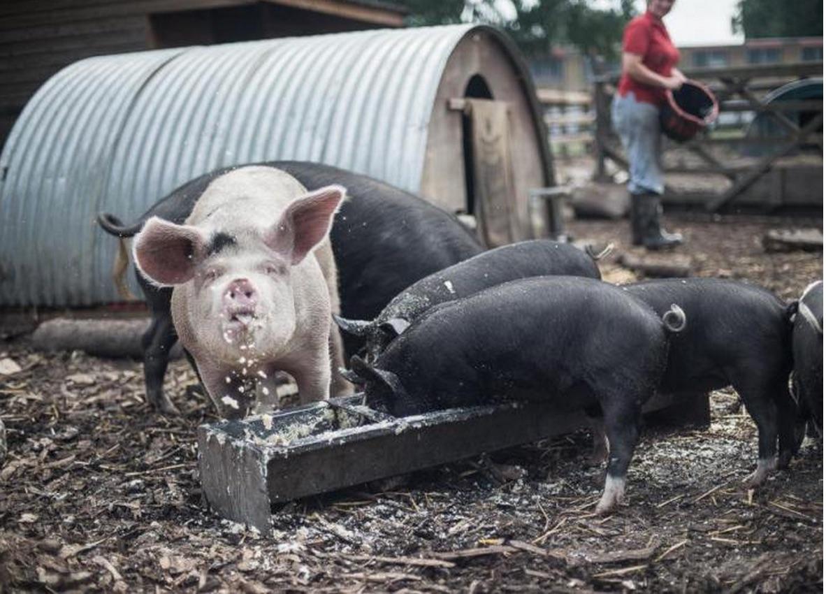 Nebraska’s Livestock Market Faces Death by Big Meat Lobbying