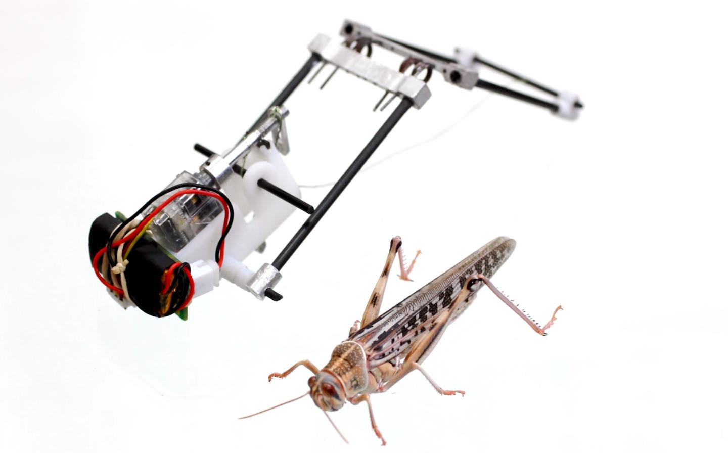 This Insect-Inspired Robot Can Out-Leap Lebron
