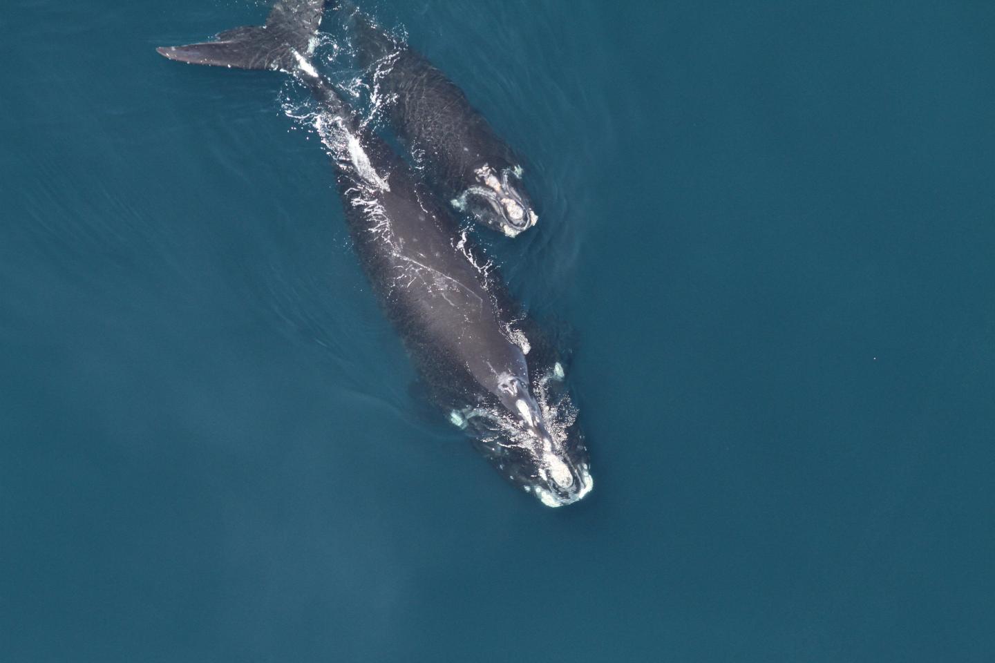A Surprising Tool for Saving the Whales: Facial Recognition Software