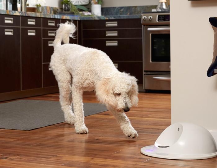 At CES You Can Even Find a Connected Gadget for Your Dog