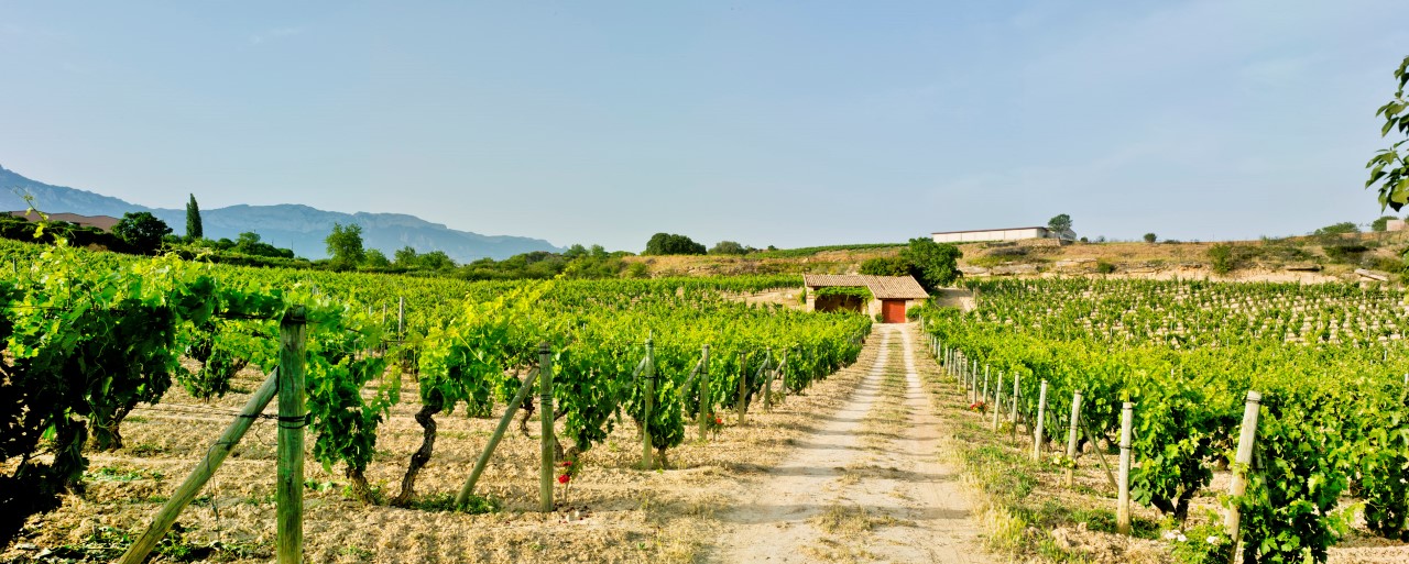 The El Pisón vineyard at Bodegas y Viñedos Artadi in Spain's Rioja wine region.