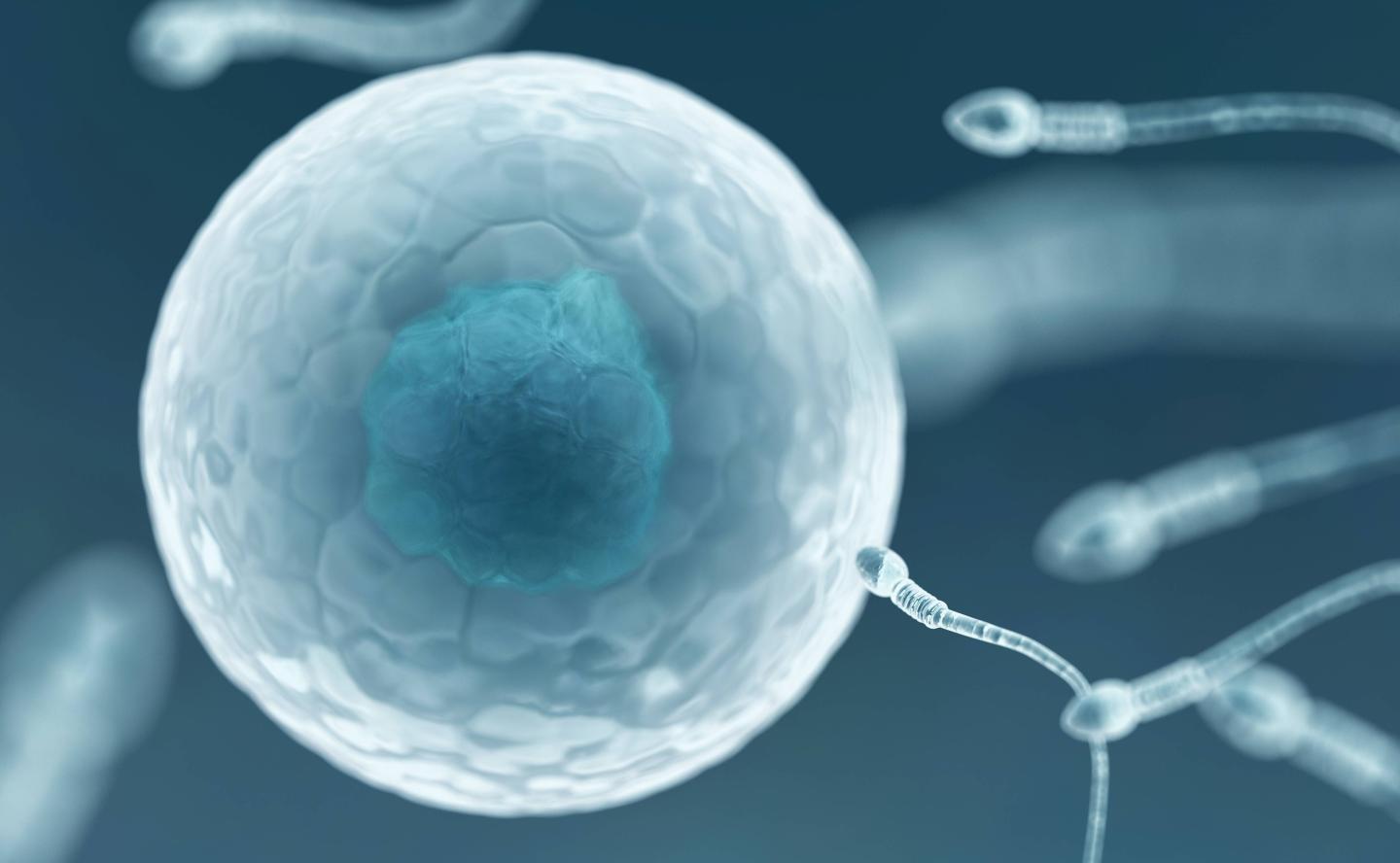 Spermbot
