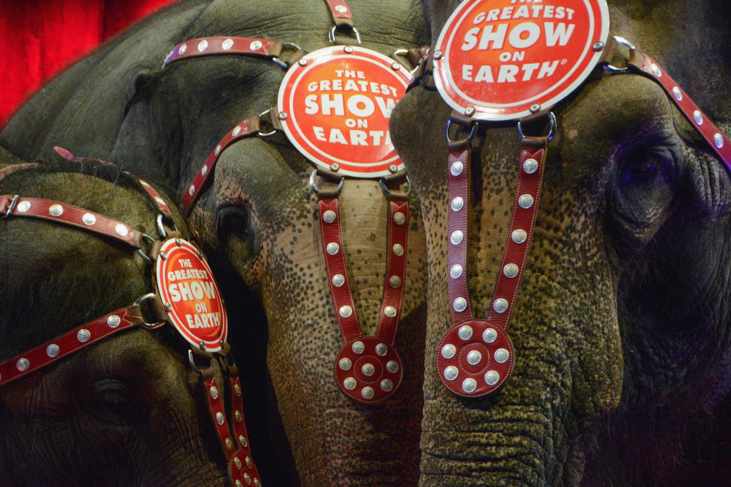 Ringling Bros. And Barnum &amp; Bailey Presents "Circus XTREME" VIP Celebrity Red Carpet Premiere