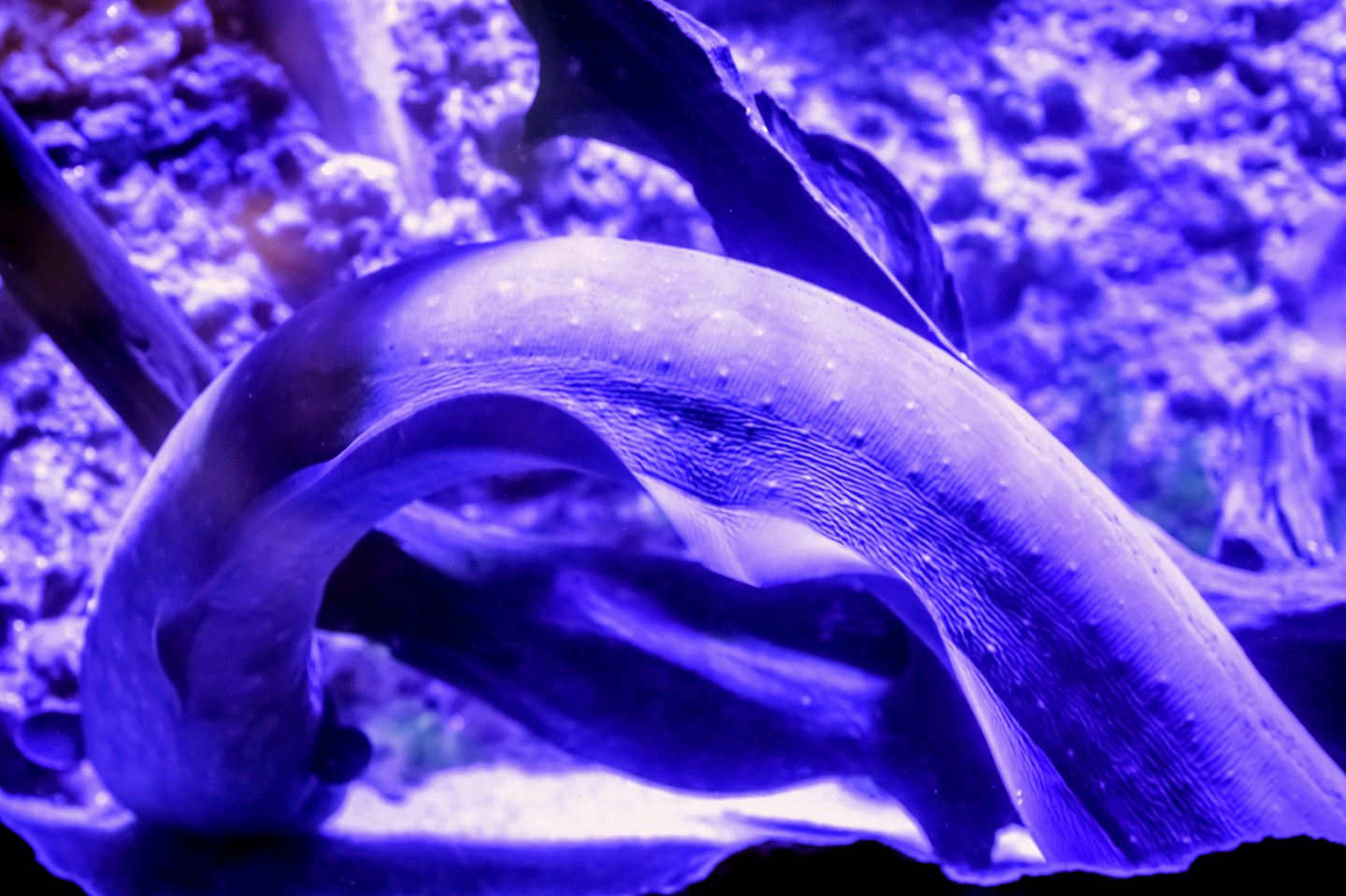 Electric Eel - New Fiber