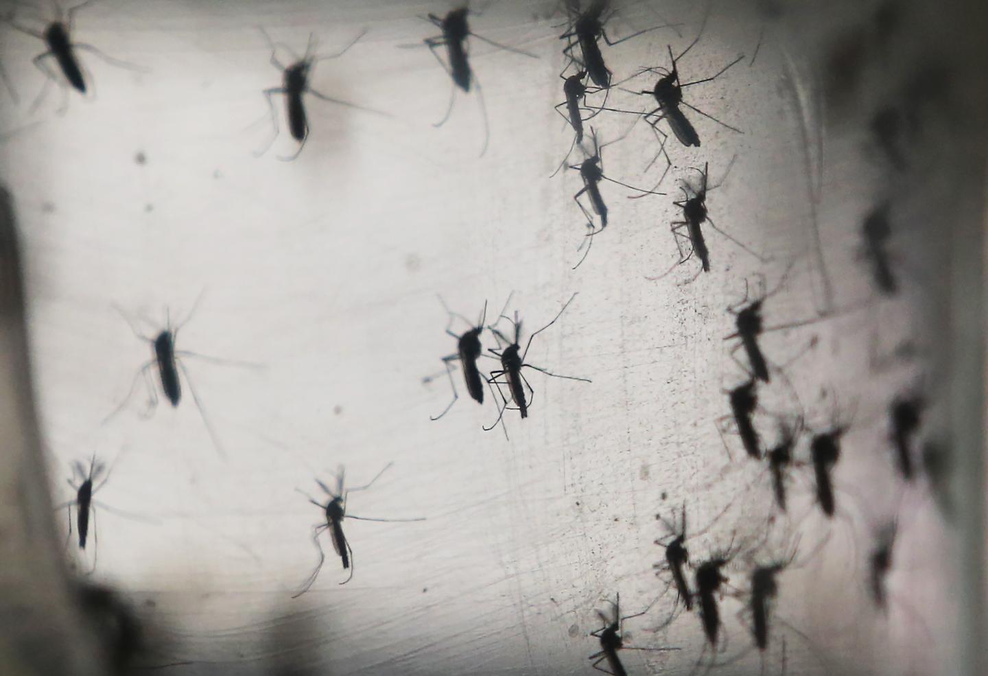 Why Public Health Officials Are Spooked by New Zika Cases in Florida