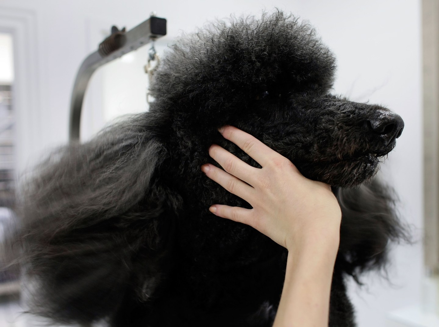 Tony Pet Hotel Caters To Pampered Pooches