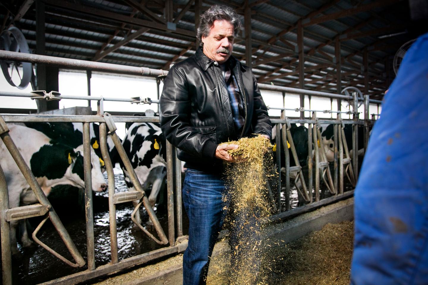How A Huge Dairy Is Solving A Major Pollution Problem