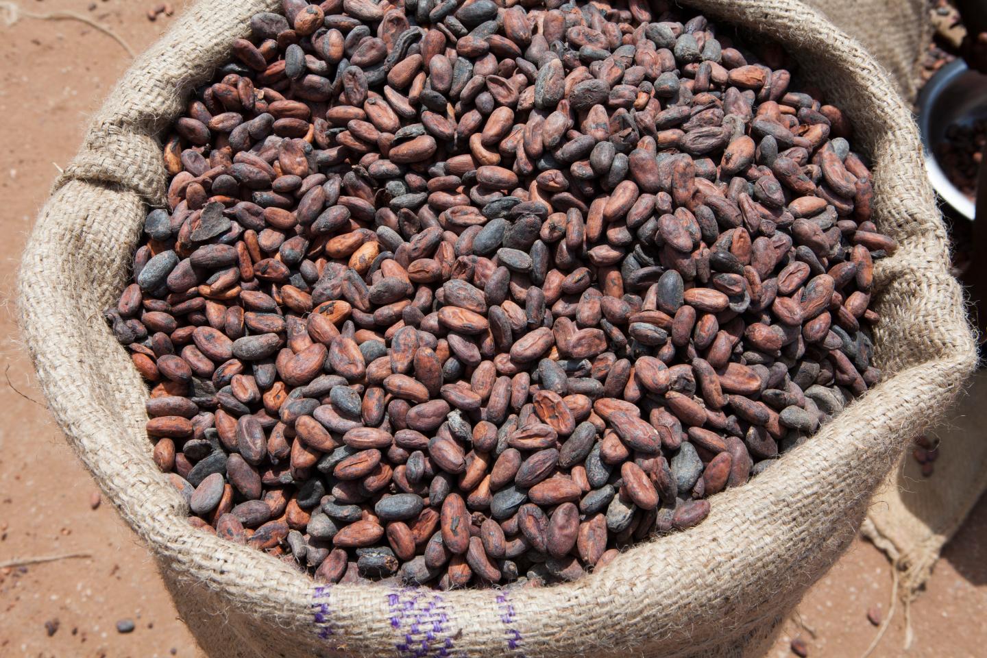 Cocoa farming in Ghana is mostly free of child labor today