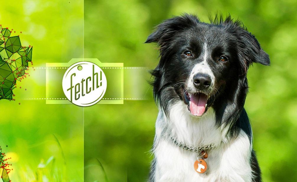 Microsoft App Can Help You Find the Perfect Pooch