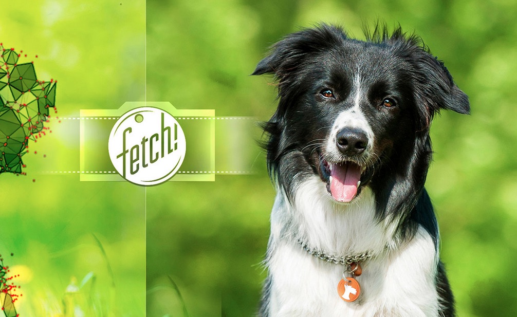 Microsoft App Can Help You Find the Perfect Pooch