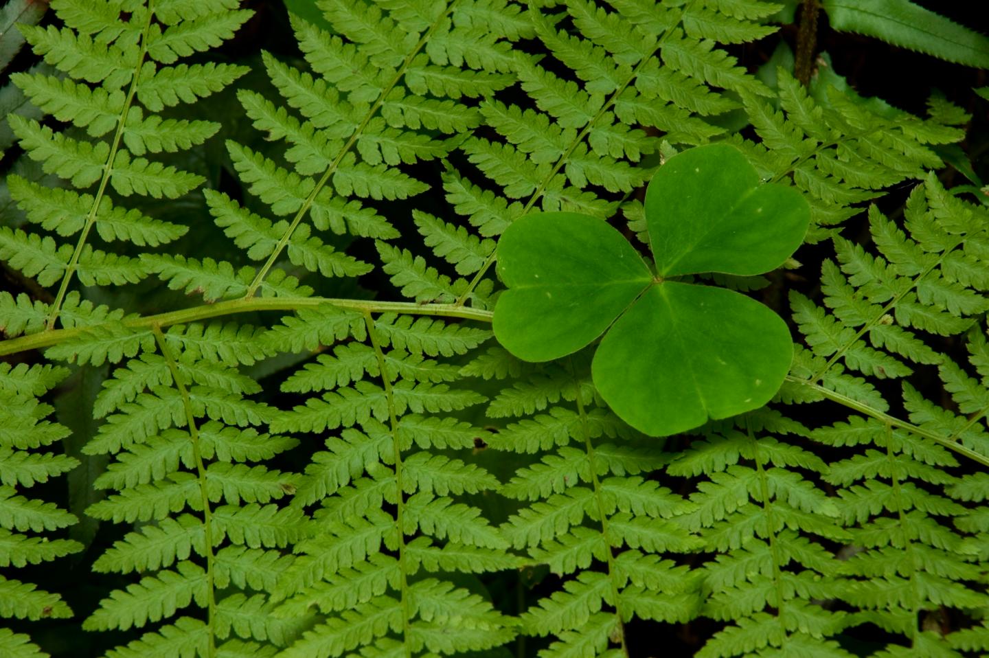 Shamrock Capital