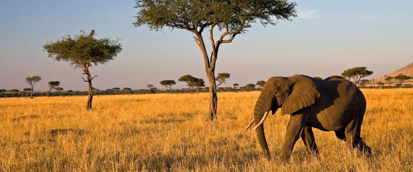ABC Treks into Virtual Reality with ‘GMA on Safari’