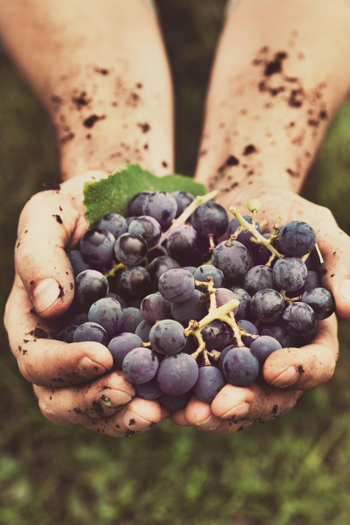 Food & Wine Launches a Wine Club