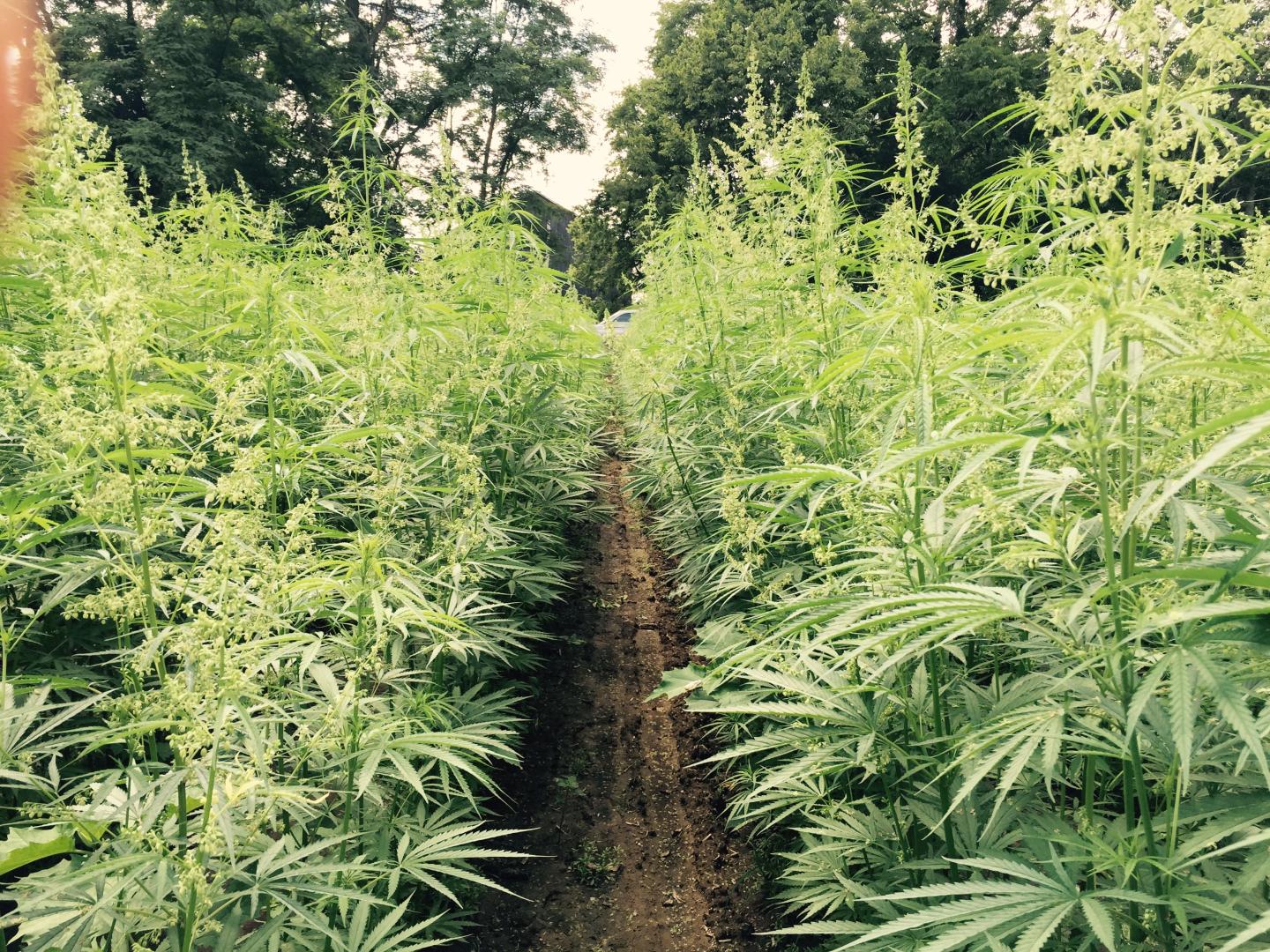 Soon Hemp May Be A Tradable Commodity With Startup Seed CX