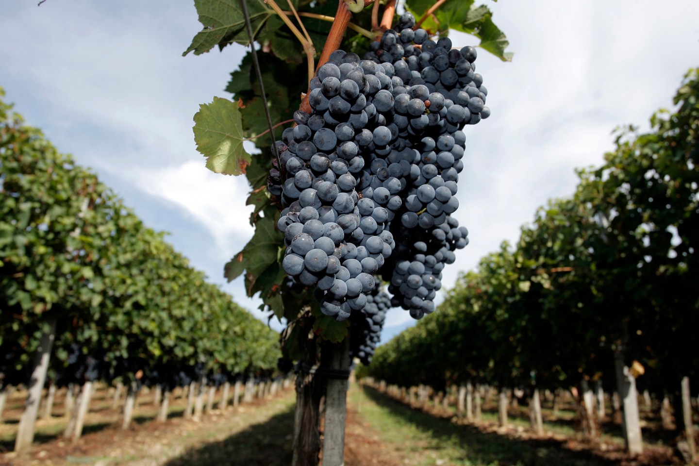 FRANCE-FINANCE-AGRICULTURE-WINE