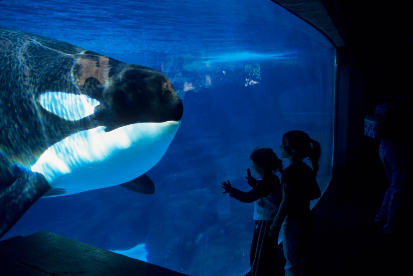 USA, California, San Diego, Sea World, Killer Whale (orca)