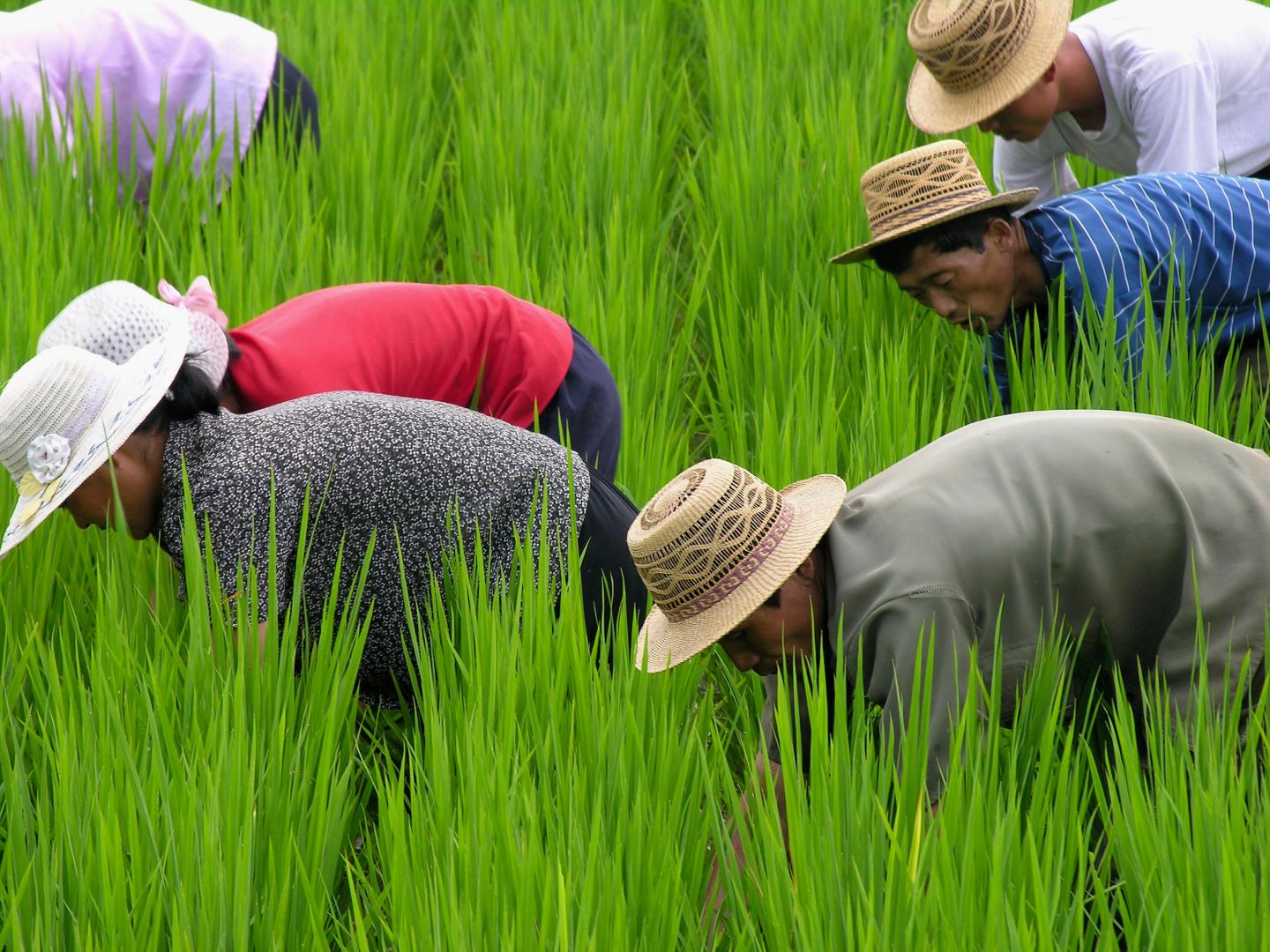 World Food Program Appeals for Urgent Financial Aid For North Korea
