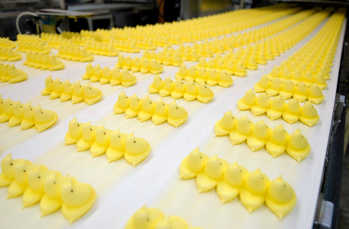 Marshmallow candy Peeps chicks move down a conveyor belt to