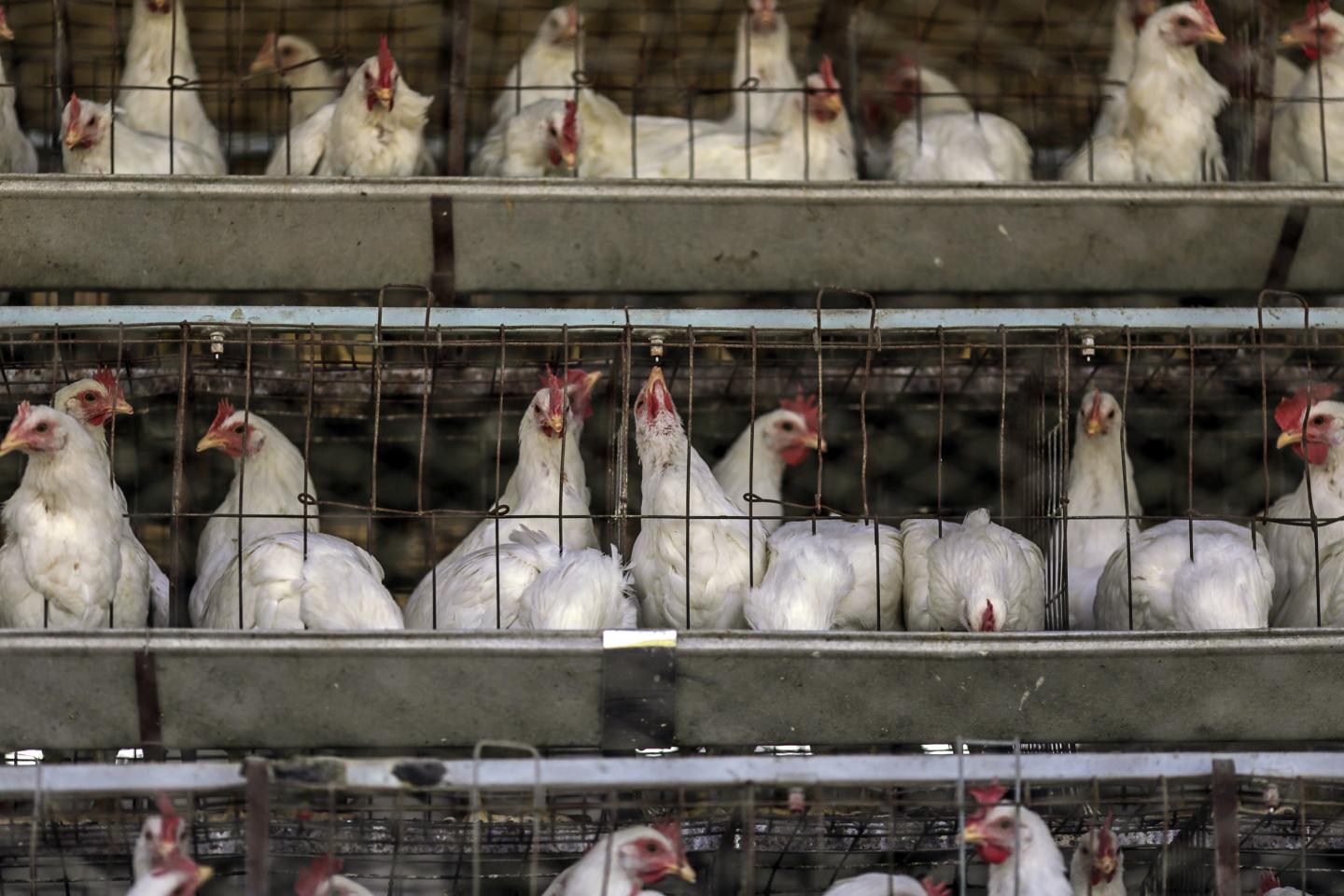 U.S. Poultry Workers Say They Are Routinely Denied Breaks