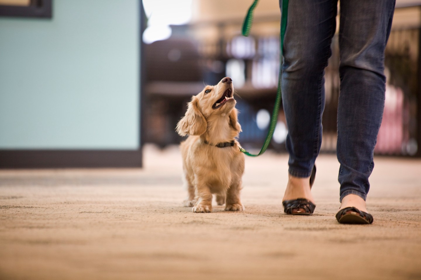 PORTLAND, OR - MARCH 23:  Pet portraits taken on March 23, 2015 in Portland, Oregon. NOTE TO USER: User expressly acknowledges and agrees that, by downloading and or using this photograph, user is consenting to the terms and conditions of the Cameron Browne's License Agreement. Mandatory Copyright Notice: Copyright 2016 (Photo by Cameron Browne)
