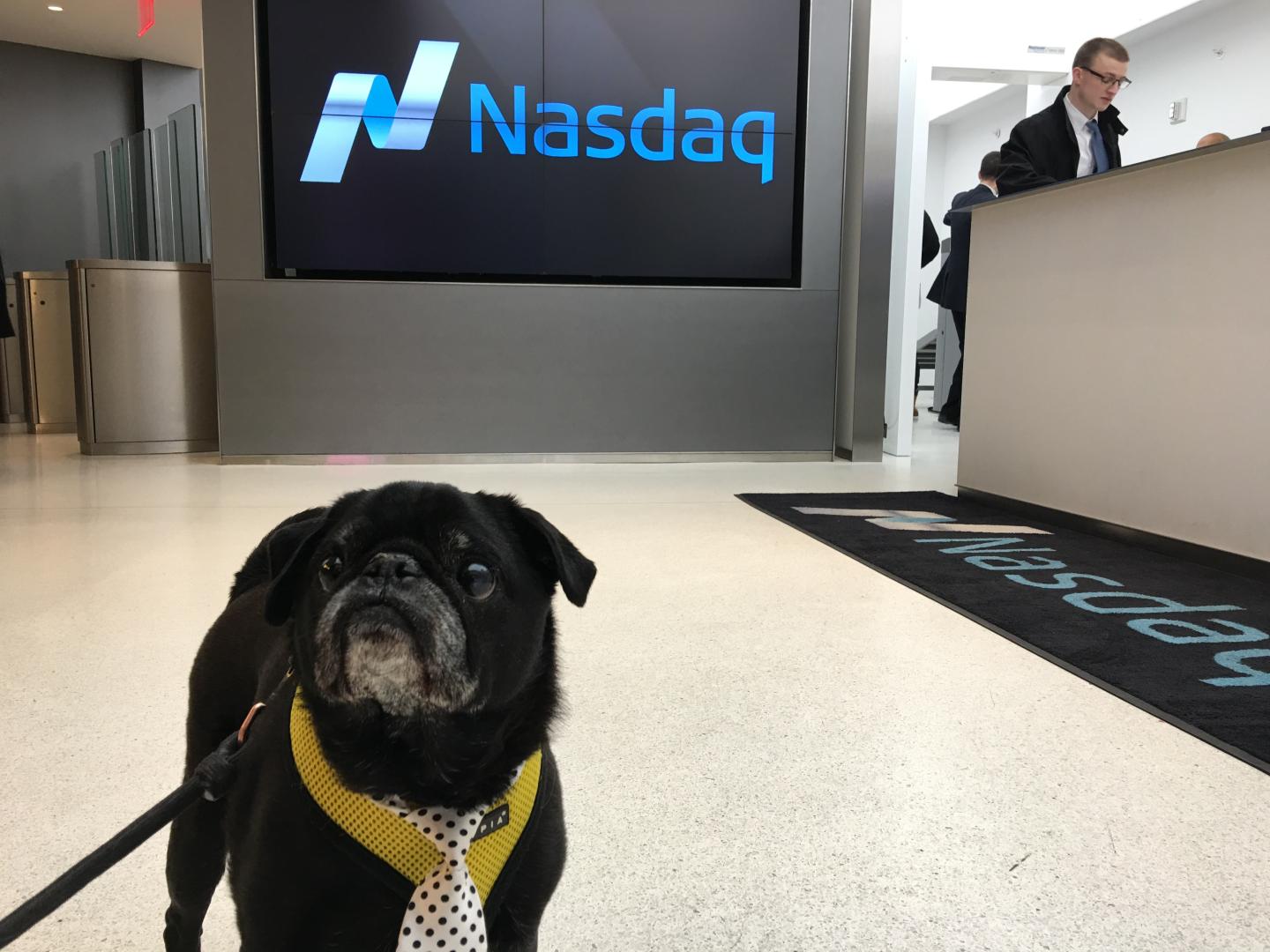 These Instagram-Famous Pups Rang the Nasdaq Closing Bell