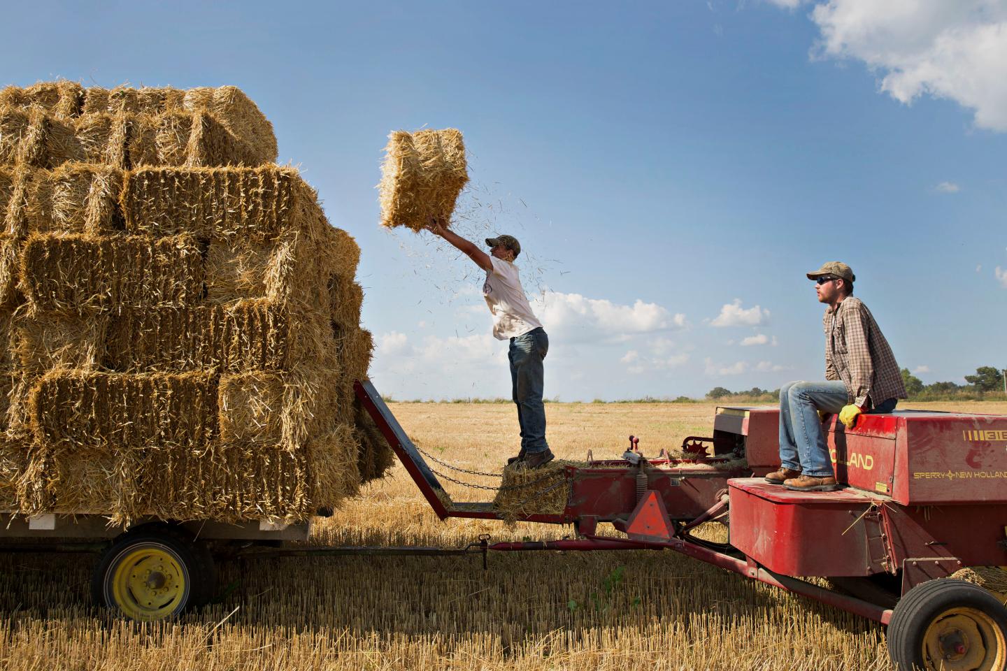 Farm hands stack bales of straw as they are collected in a field of where soft red winter wheat had been harvested in Kirkland, Illinois, U.S., on Thursday, July 23, 2015. Photographer:  Daniel Acker/Bloomberg