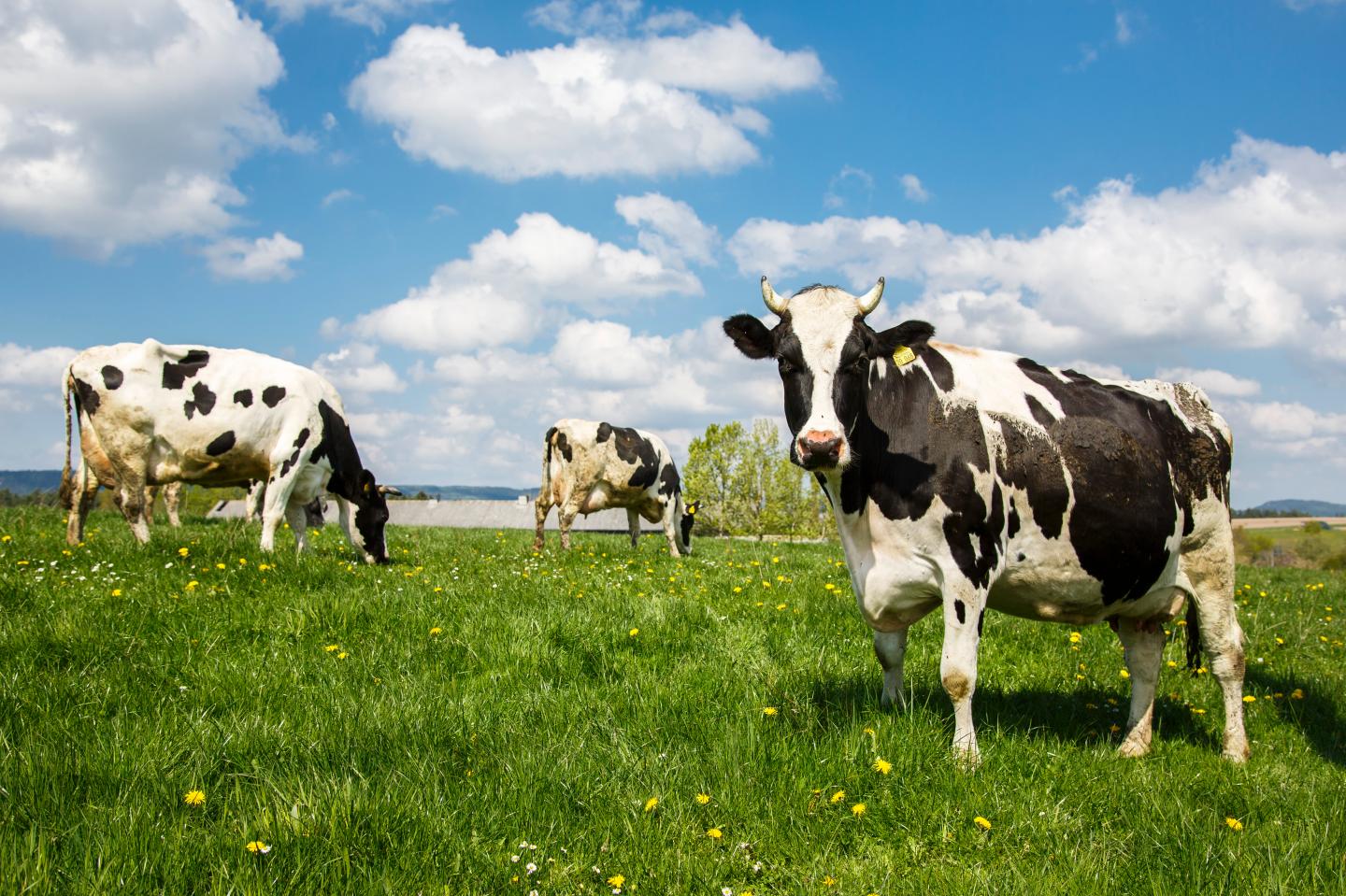 Dairy Cows In Thuringia