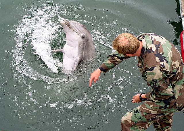 Russia’s Military Just Bought Five Dolphins and Won’t Say Why