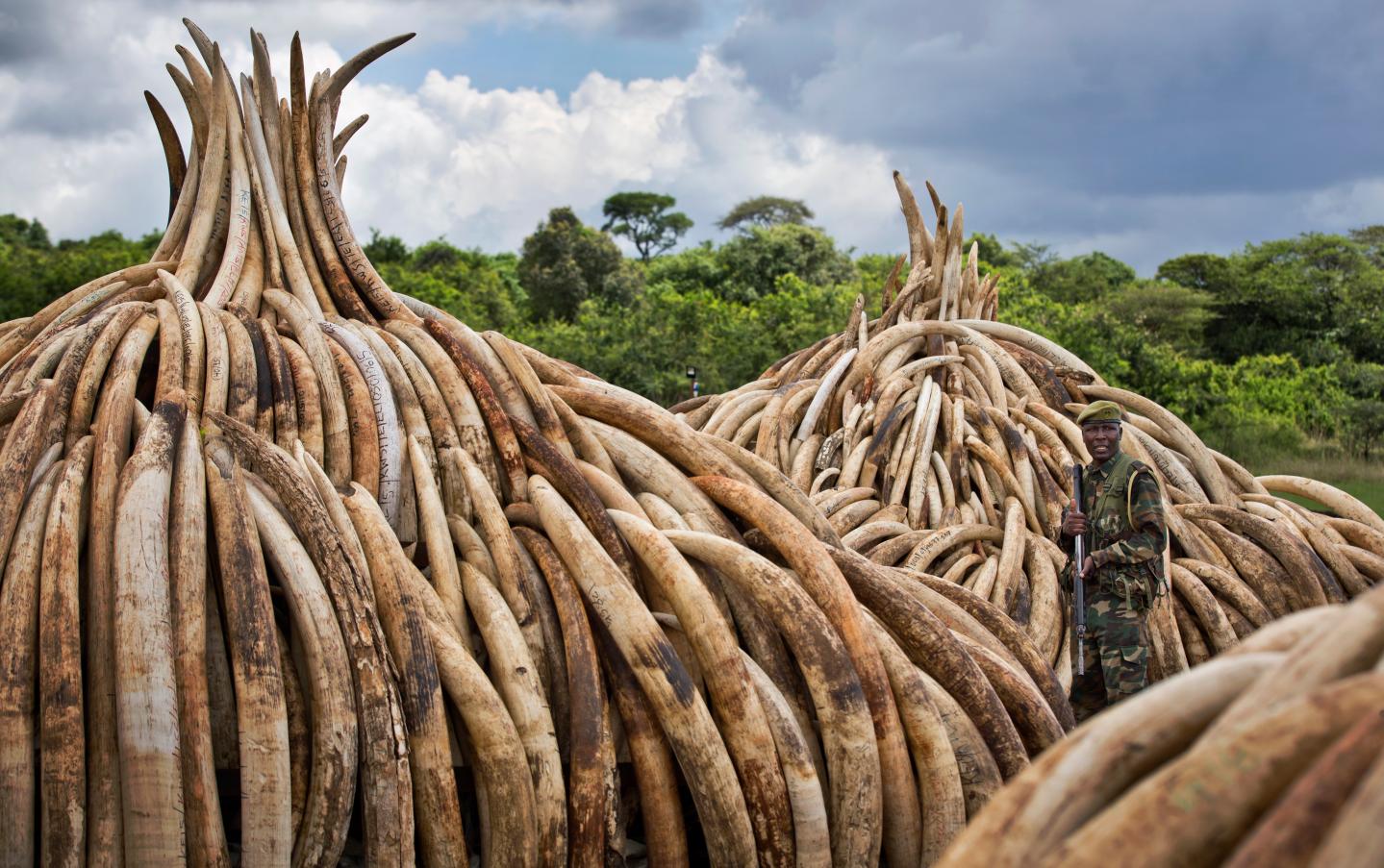 APTOPIX Kenya Ivory Burning