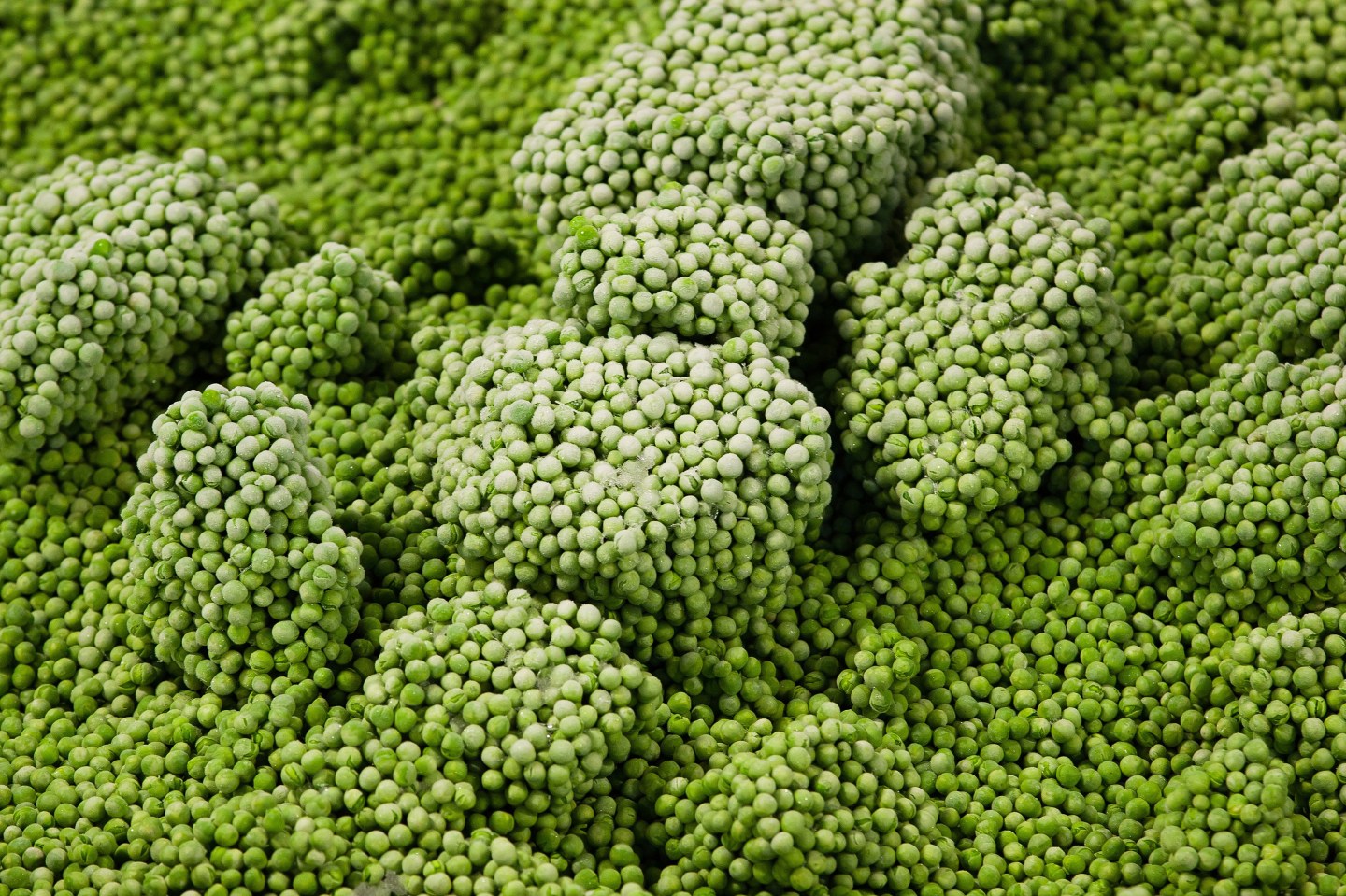 Commercial Vegetable Production At Monliz-Produtos Alimentares do Mondego e Liz SA Plant