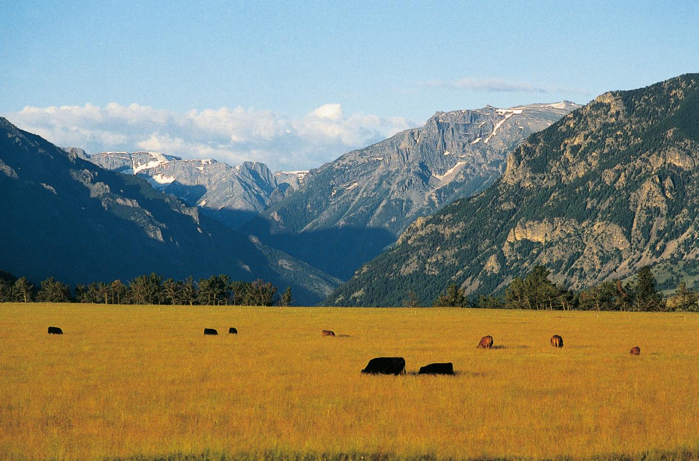 Cattle grazing