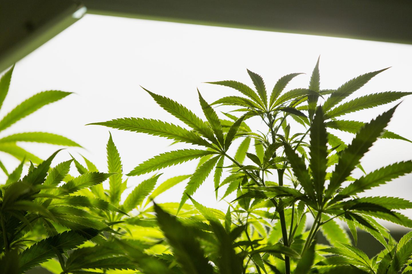 Inside The Sense of Healing Facility As Pot-Growing Expands, Power Demands Tax U.S. Electricity Grids