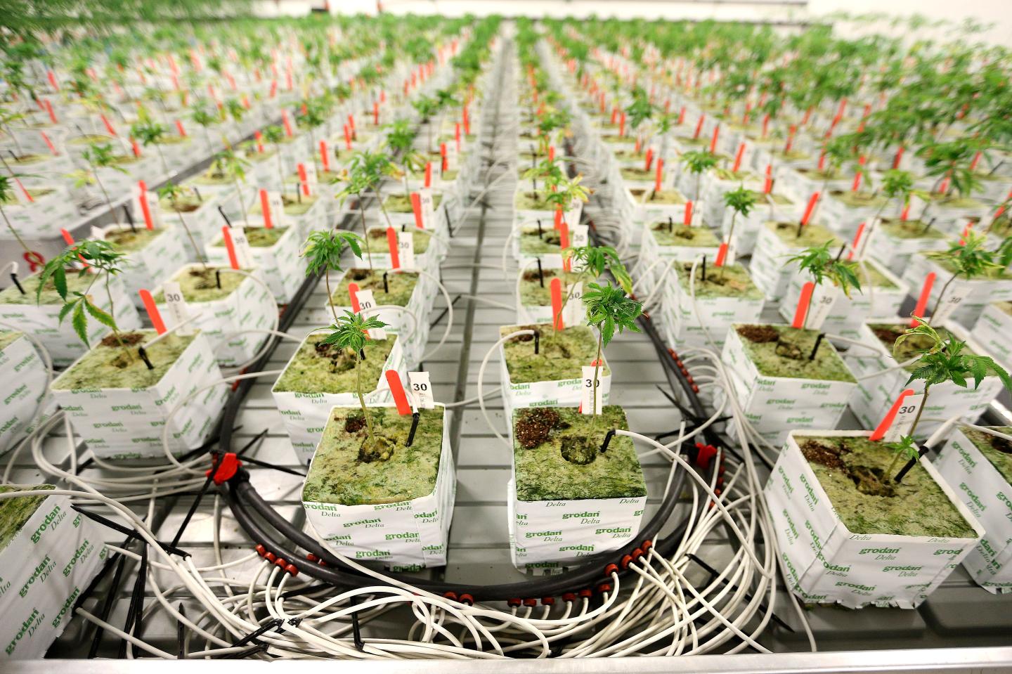 Medical marijuana production facility