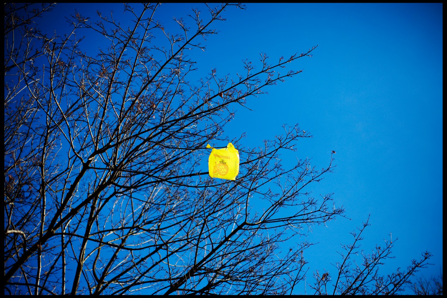 USA - Environment - Plastic Bag in Tree