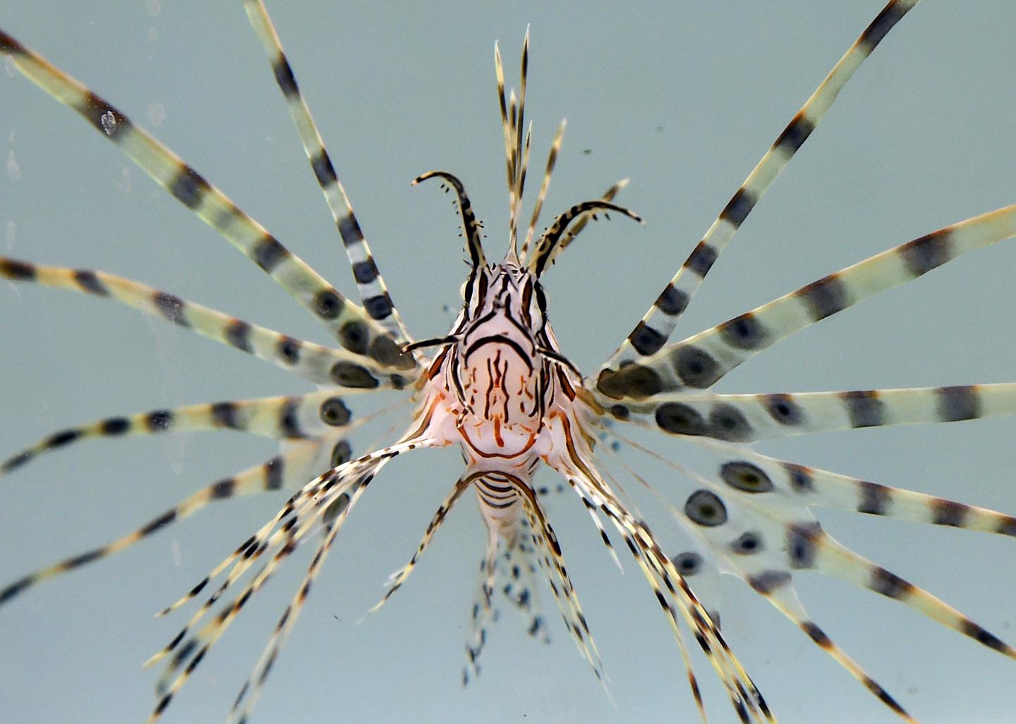 Lionfish At Artisanal Foods
