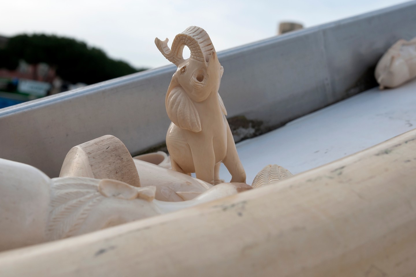 Ivory Crush Is Held In Circus Maximus