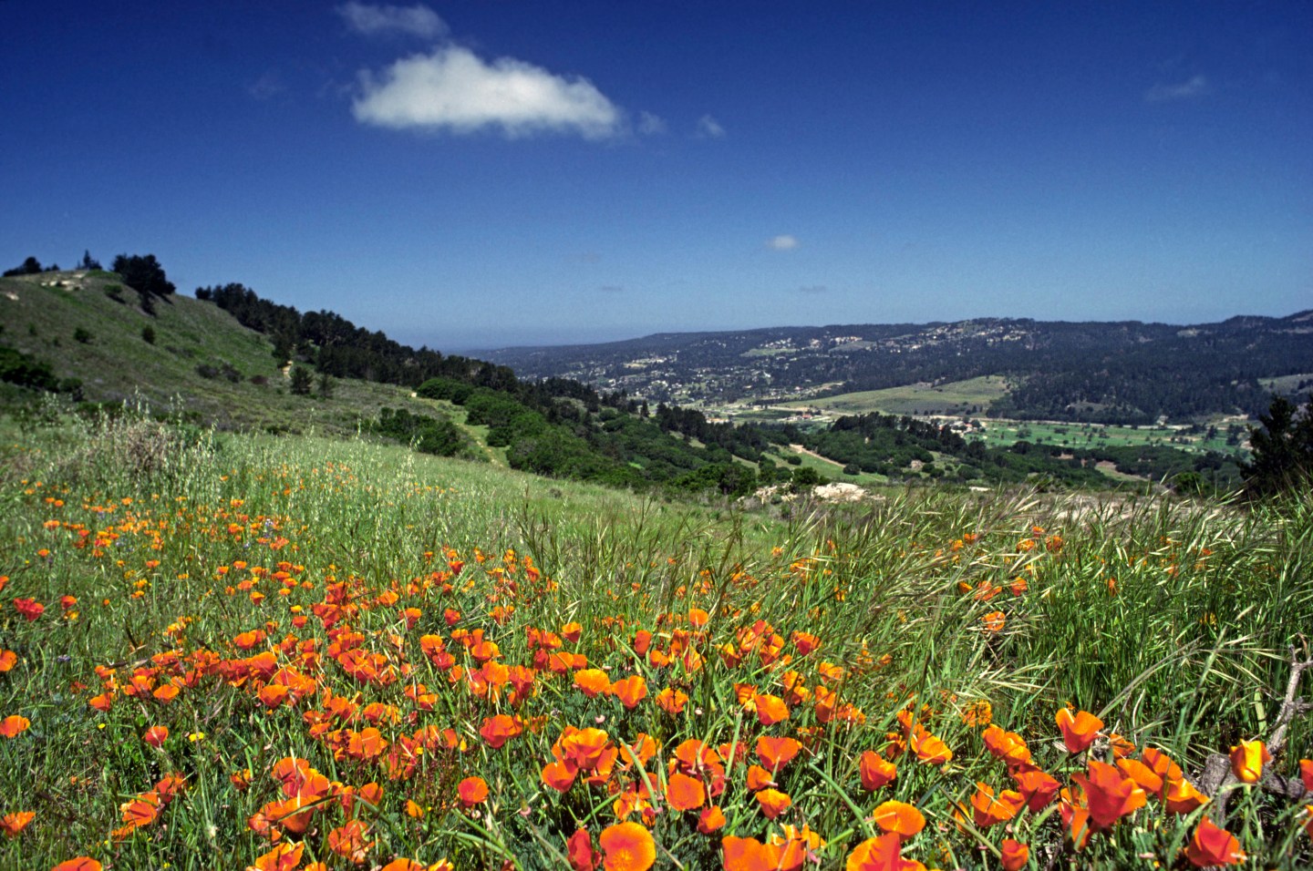 California Poppy, Eschscholzia Californica, Field In Carmel Valley