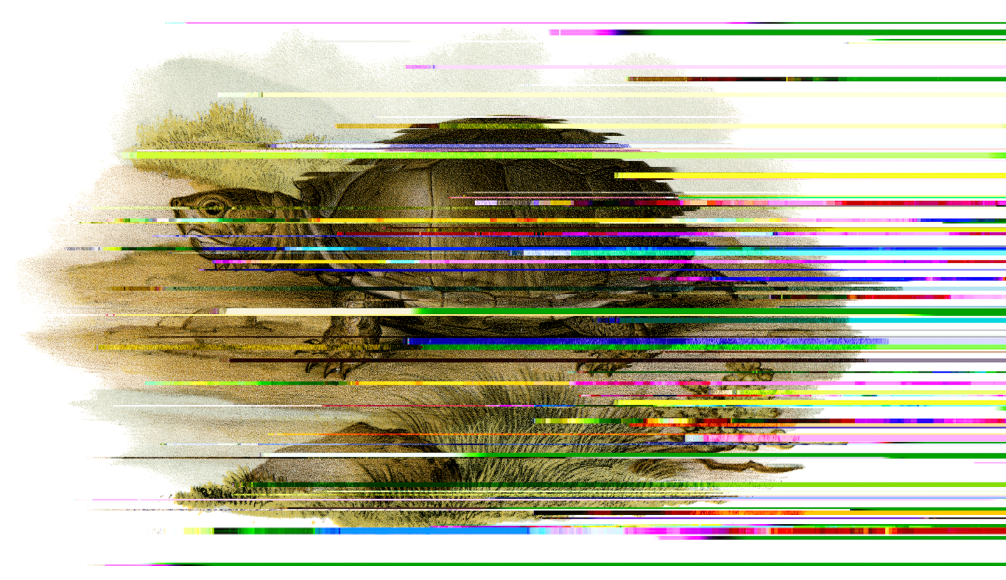 mexican giant musk turtle (19th century): private collection © purix verlag volker christen/bridgeman images