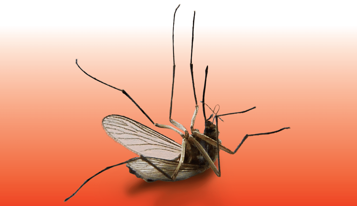 Could LEDs Help Fight the Zika Virus?