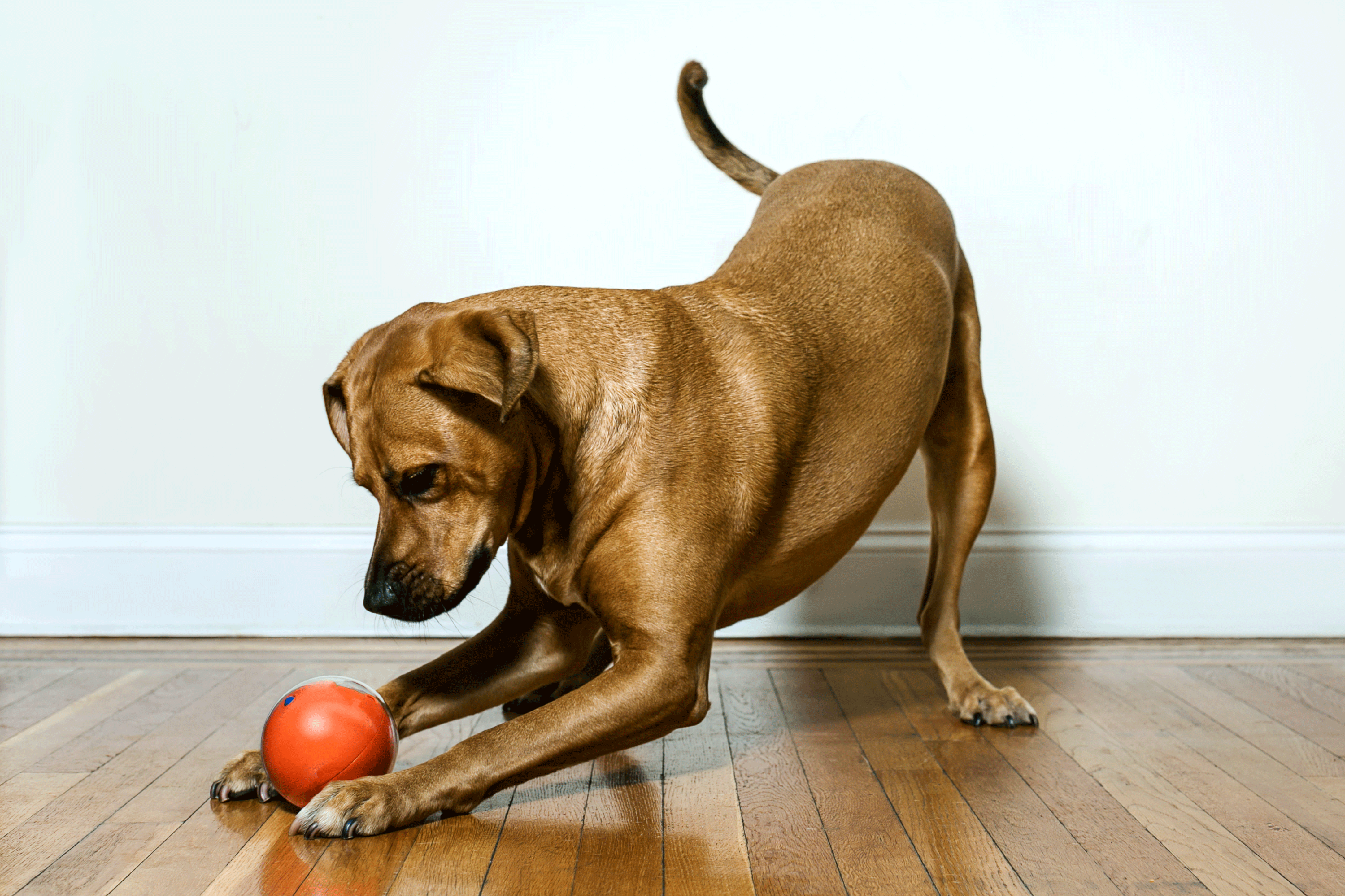 PlayDate Smart Ball Lets You Remotely Play Fetch With Your Dog | Fortune