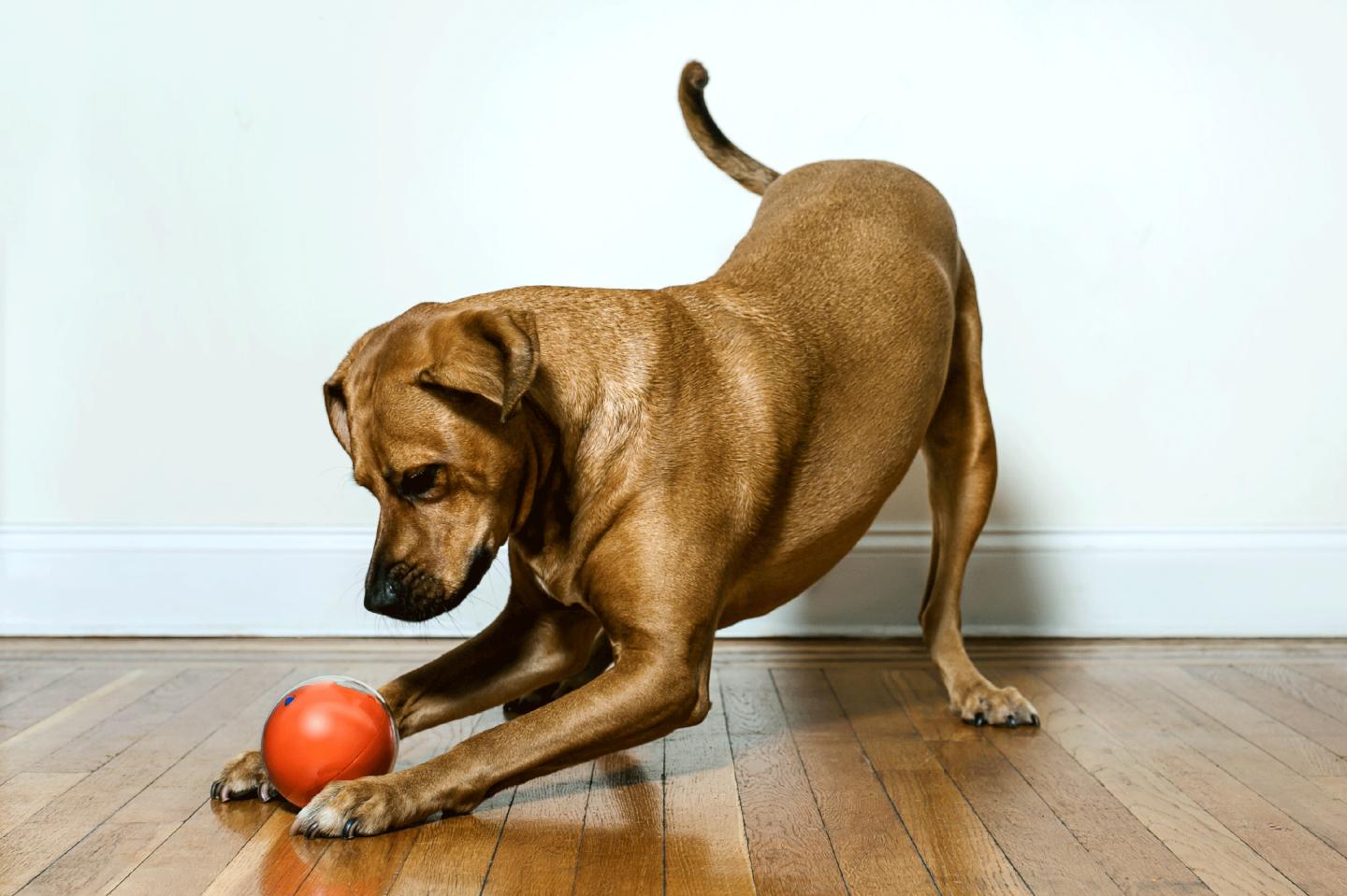 This Smart Ball Lets You Remotely Play Fetch With Your Dog